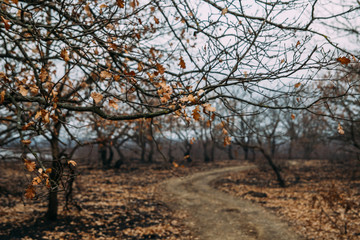 scorched earth and trees