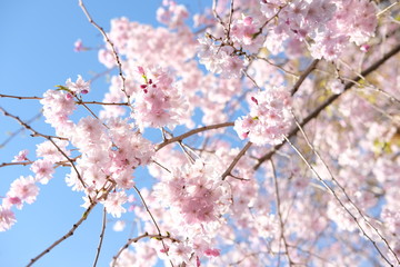 cherry blossom