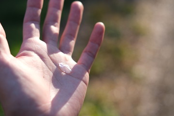 cherry blossom on hand