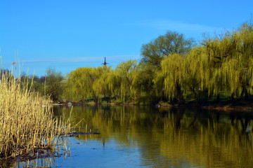 Yellow spring with beautiful trees and river