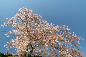 青空バックの満開の桜
