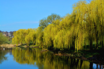 Yellow spring with beautiful trees and river
