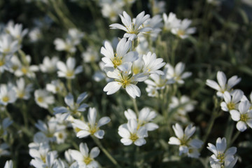 Wildflower Stitchwort. First spring flowers. White blossom.