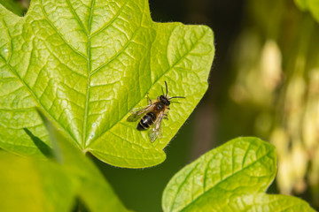 Mining Bee on Leaf in Springtime