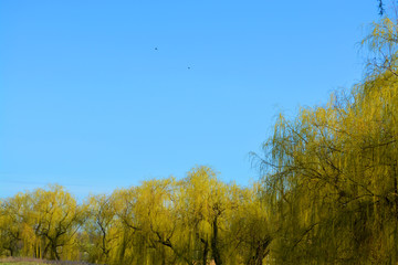 Fototapeta premium Green tree on the nature