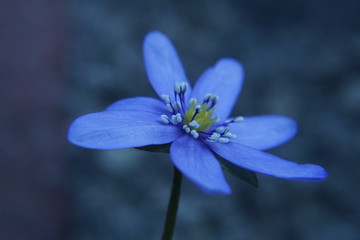 blue flower