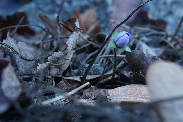 autumn meets spring