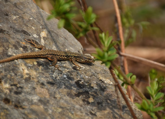 lizard on rock