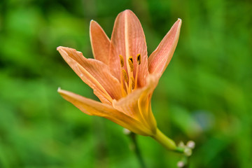 Fototapeta na wymiar Lily flower on green grass background
