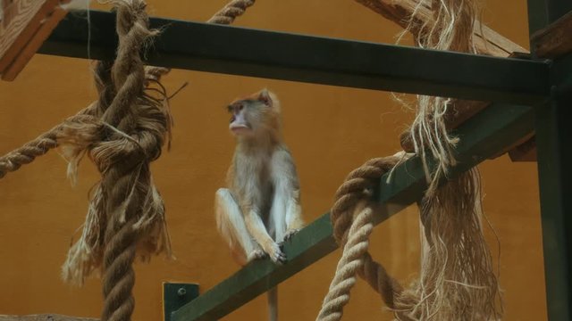 patas monkey, Erythrocebus patas, wadi monkey, hussar monkey  in zoo