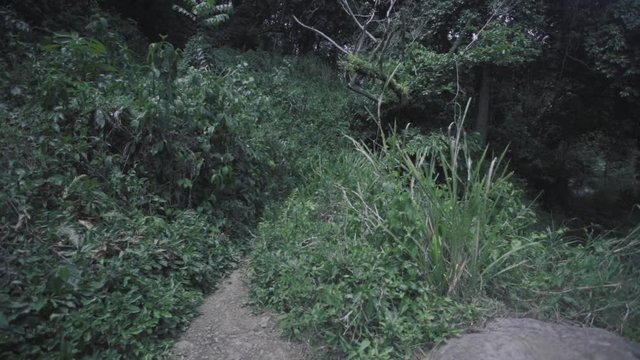 SLOW MOTION: pushing through a trail that sits right next to Mango Waterfall in Adjuntas, Puerto Rico