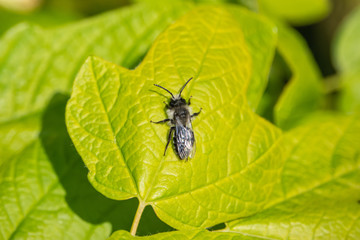 Mining Bee on Leaf in Springtime