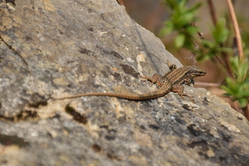 lizard on rock