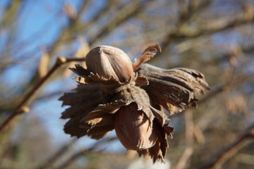 hazelnut on cold morning