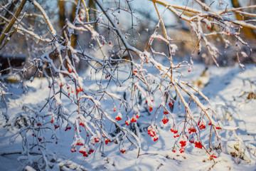 frozen rowan on the snow