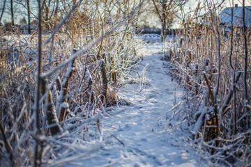 winter little path