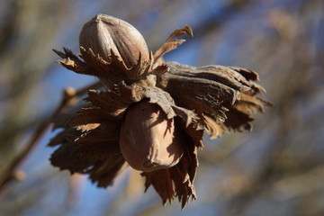 hazelnut in sunshine