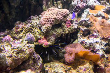 Photo of a tropical fish on a coral reef in aquarium
