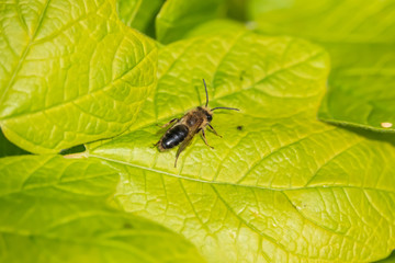 Mining Bee on Leaf in Springtime