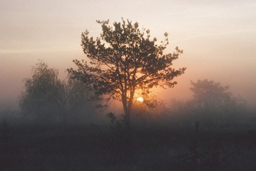 Fototapeta na wymiar sunset lonely tree