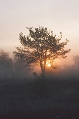Obraz na płótnie Canvas sunset lonely tree