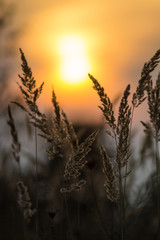 beautiful plant at sunset silhouette