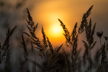 beautiful plant at sunset silhouette