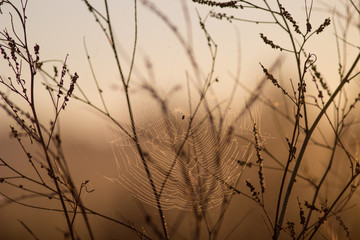 cobweb in the grass at sunset