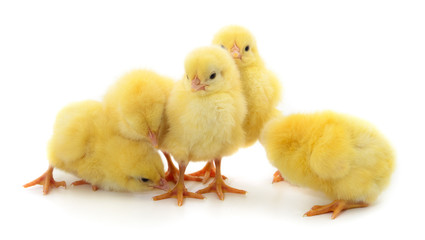 Five yellow chickens.