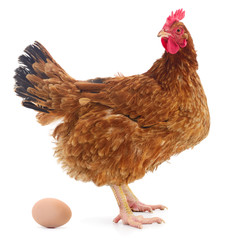 Brown hen and egg isolated.
