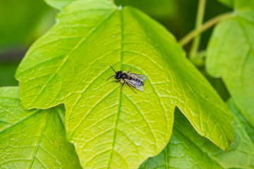 Mining Bee on Leaf in Springtime