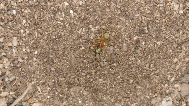 Antlion captures weaver ant