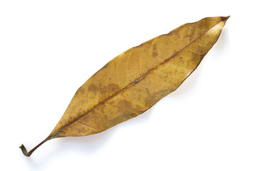 A dried mango leaf