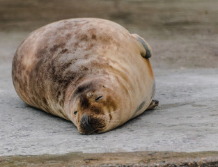 Baltic grey seal (Halichoerus grypus macrorhynchus),  dry sleeping out of the water © Martin