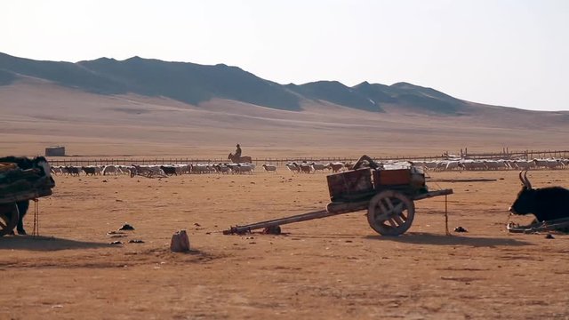 Traditional and unique way of nomad's life caring for livestock. Nomadic herder riding a horse while sheeps moving along the wooden fence