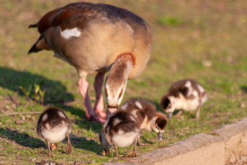 Nilgansküken mit ihrer Nilgansmutter im Morgenlicht beim Frühstück im Park