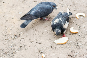 Fototapeta premium city pigeon eating dry bread