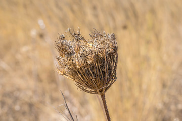 Blume