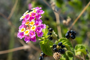 Blume
