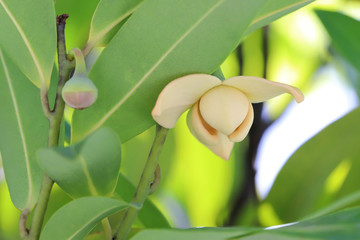 Melodorum fruticosum leaf and yellow flower on blurred background. 