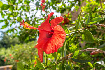 Beautiful Flower
