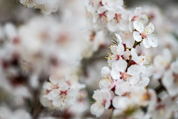 apricot flower spring nature close up macro 