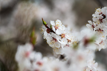 Obraz premium apricot flower spring nature close up macro 