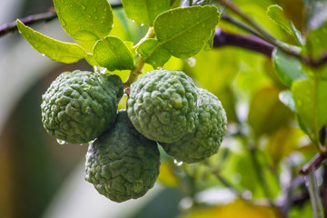 Close up of a cluster of Kaffir limes (Citrus hystrix) with vegetation background.