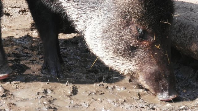 snout, phiz of collared peccary, Pecari tajacu looking for dry leaf