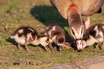 Nilgansküken mit ihrer Nilgansmutter im Morgenlicht beim Frühstück im Park