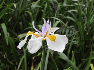 spring crocus flowers