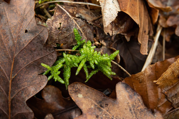 Neat Feathermoss in Winter