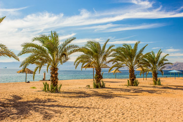 picturesque perfect paradise sand beach palm trees along waterfront Red sea coast line, summer vacation and world travel concept picture for tourist agency 