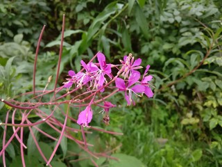 Beautiful Flower